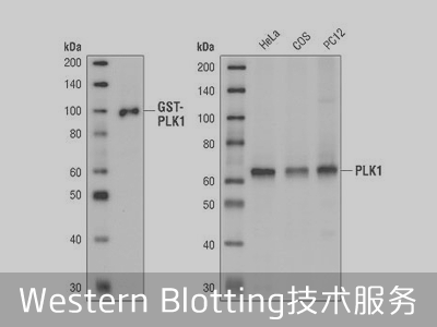 Western Blotting技术服务