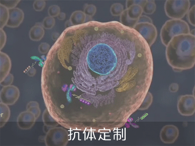 抗体定制