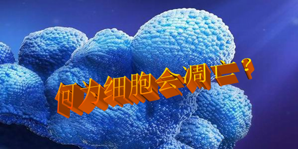 何为细胞会凋亡？