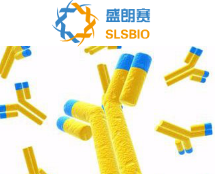 AFP antibody