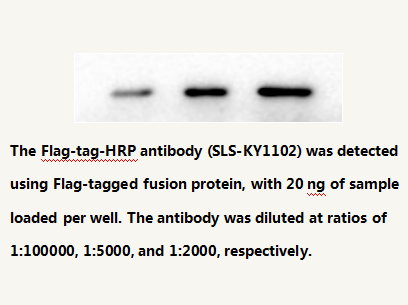Anti Flag-tag HRP-conjugated Mouse Monoclonal Antibody