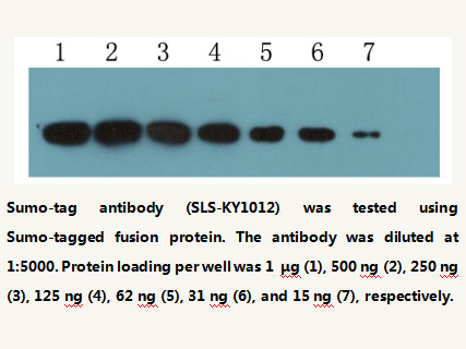 Anti-Sumo-tag Mouse Monoclonal Antibody
