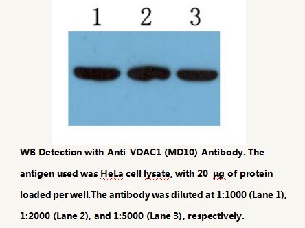 Anti-VDAC1 Mouse Monoclonal Antibody