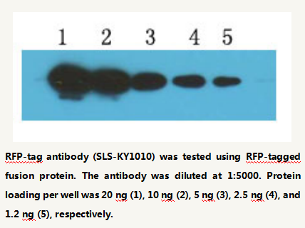 Anti-RFP-tag Mouse Monoclonal Antibody