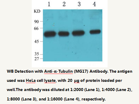 Anti-&alpha;-tubulin Mouse Monoclonal Antibody