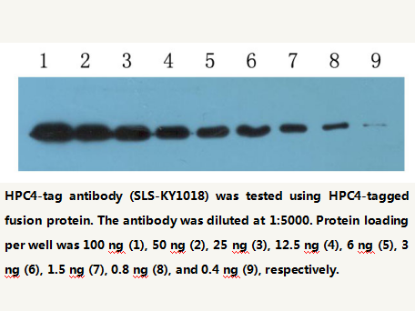 Anti-HPC4-tag Mouse Monoclonal Antibody