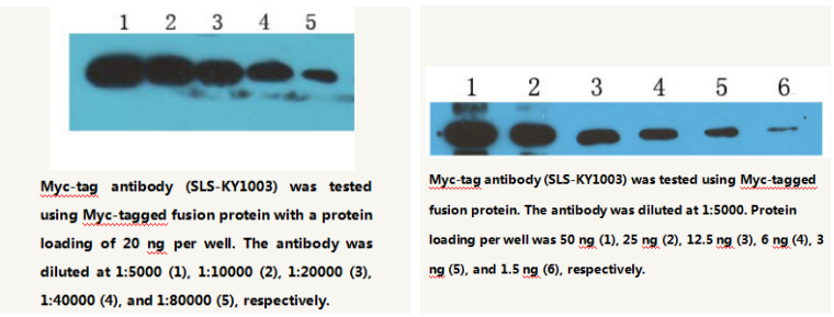 Anti-Myc-tag Mouse Monoclonal Antibody