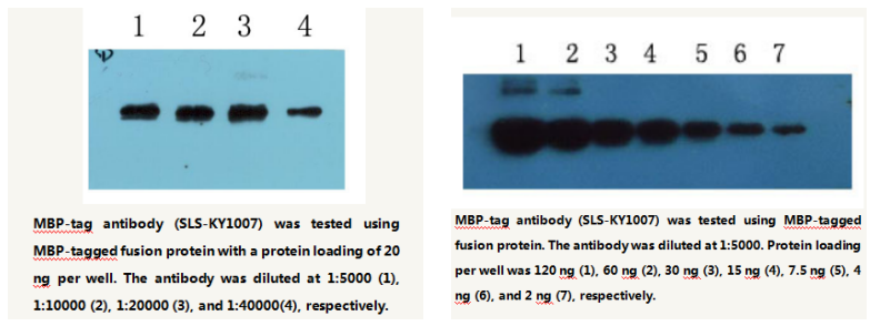 Anti-MBP-tag Mouse Monoclonal Antibody