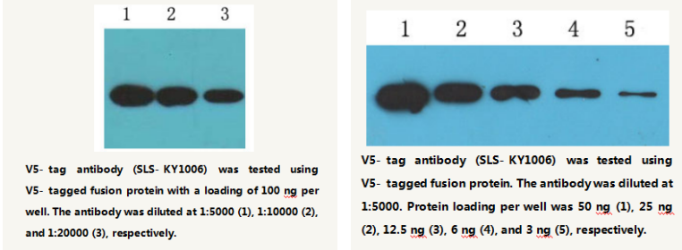 Anti-V5-tag Mouse Monoclonal Antibody