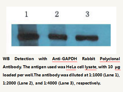 GAPDH Rabbit Polyclonal Antibody