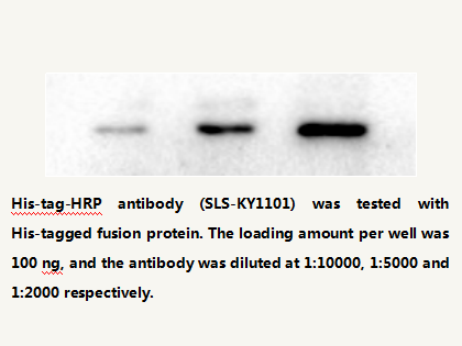 Anti-His-tag HRP Conjugated Mouse Monoclonal Antibody