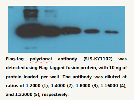 Anti Flag-tag Rabbit Polyclonal Antibody