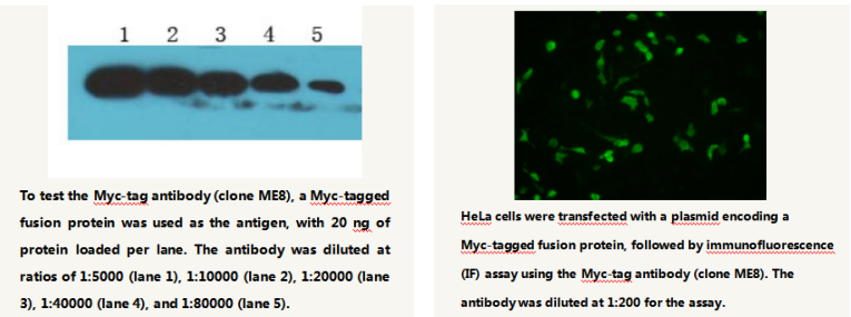 Anti-Myc-tag Mouse Monoclonal Antibody