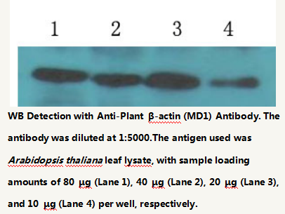 Anti-Plant &beta;-actin Mouse Monoclonal Antibody