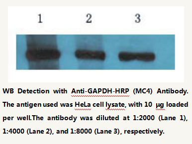Anti-GAPDH HRP-Conjugated Mouse Monoclonal Antibody