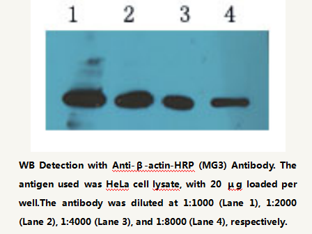 Anti-&beta;-actin HRP-Conjugated Mouse Monoclonal Antibody