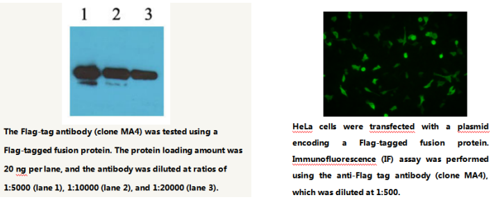 Anti Flag-tag Mouse Monoclonal Antibody
