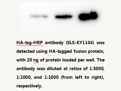 Anti HA-tag HRP-conjugated Mouse Monoclonal Antibody