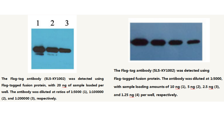Anti Flag-tag Mouse Monoclonal Antibody