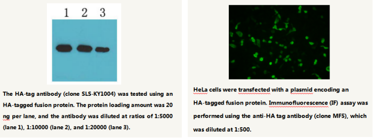 HA-tag Mouse Monoclonal Antibody