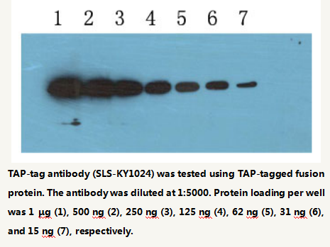 Anti-TAP-tag Mouse Monoclonal Antibody