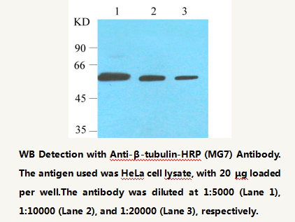 Anti-&beta;-tubulin HRP-Conjugated Mouse Monoclonal Antibody