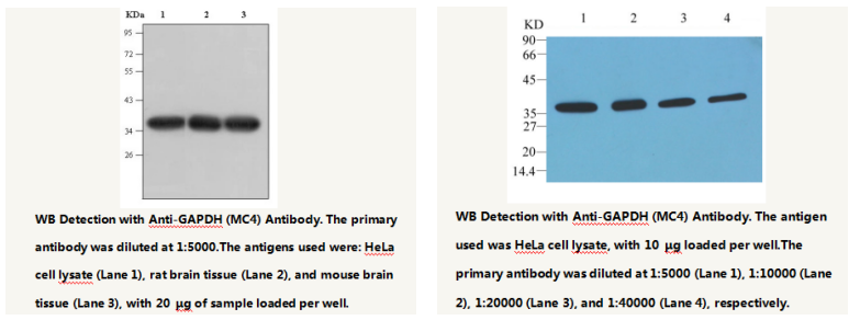 Anti-GAPDH Mouse Monoclonal Antibody