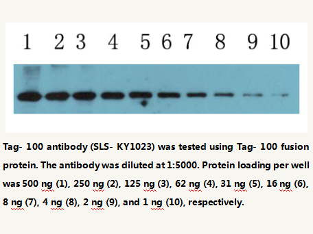 Anti-Tag100-tag Mouse Monoclonal Antibody