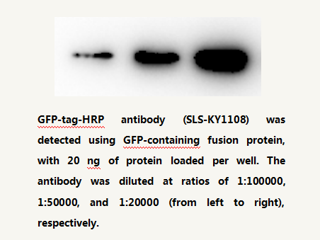 Anti-GFP Protein HRP-conjugated Mouse Monoclonal Antibody