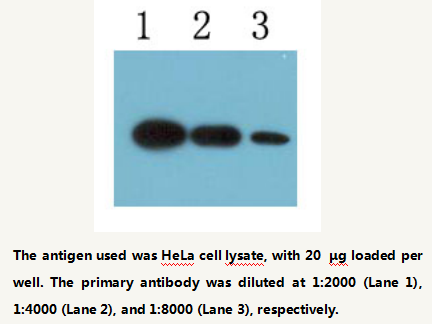 Anti-COXⅣ Mouse Monoclonal Antibody