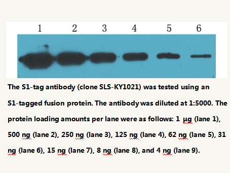 Anti-S1-tag Mouse Monoclonal Antibody