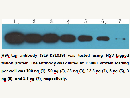 Anti-HSV-tag Mouse Monoclonal Antibody
